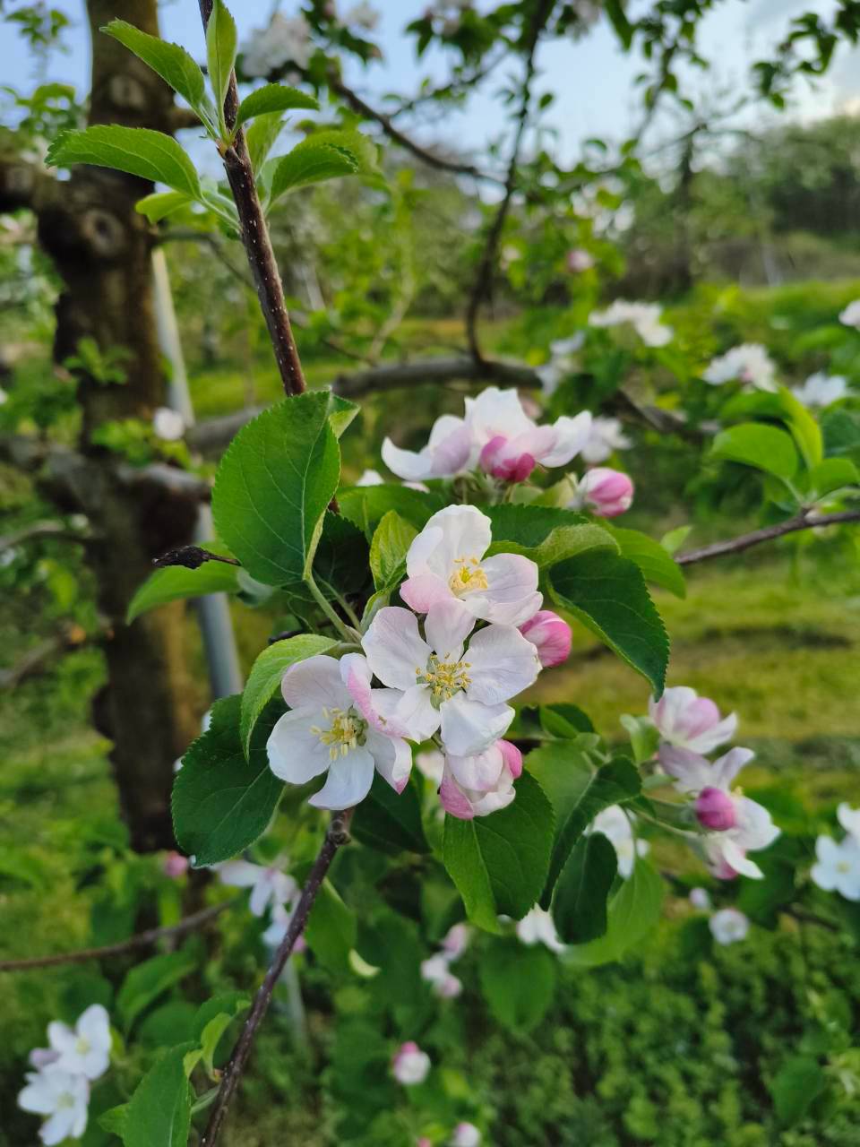 枝に咲く白と淡いピンクのりんごの花